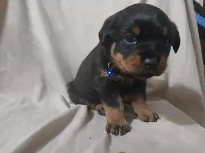 Rottweiler puppies, View more