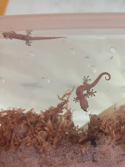 Baby Mourning Geckos (3 for $45), View more