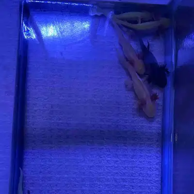 4 Month Old Juvinile Axolotls for Sale!, View more