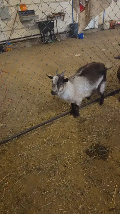 Nigerian dawf goat. Almost 1 year old