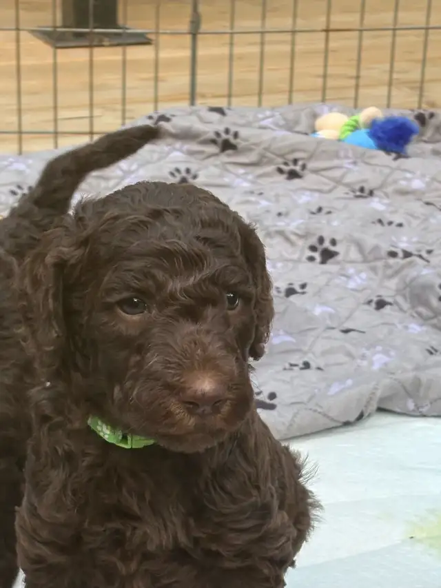 caniche royal (poodle) in Dogs & Puppies for Rehoming in Laurentides - Image 3