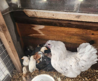 Easter egger Hen with chicks.