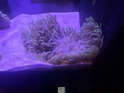 I have one green and purple and white long tentacle anemone about 10" in diameter when happy and ful...