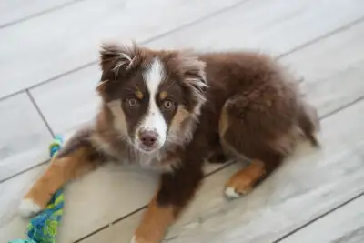 Seeking Co-owner: Pure Mini American Shepherd (CKC), View more
