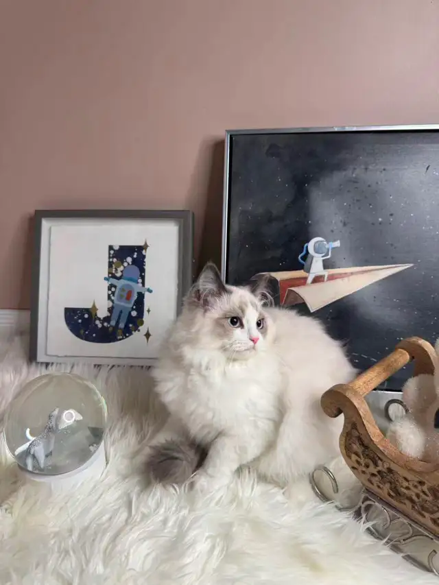 Cute kittens looking for a nice family