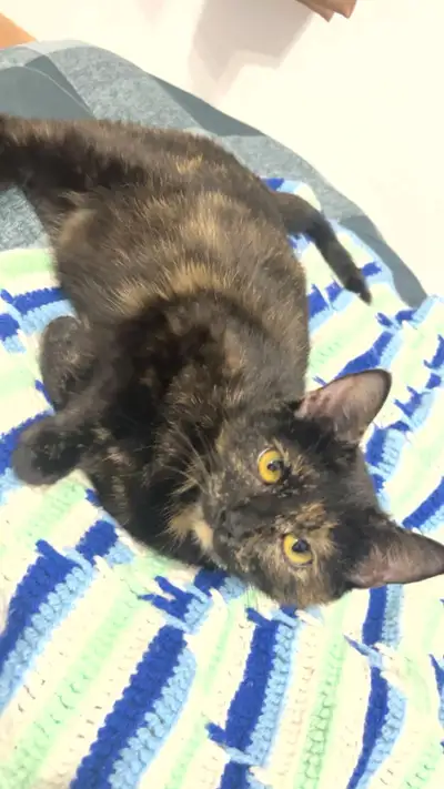 Magnifique chatte écaille de tortue âge de 10 mois très affectueuse mais tempérament un peu craintif...