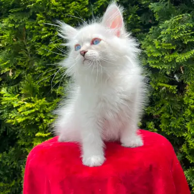 Pedigree Hypoallergenic Siberian kittens, View more