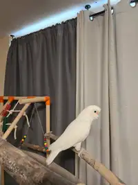 Goffin cockatoo 