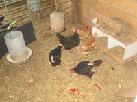 5 laying hens