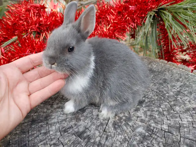 EXTRAORDINARY NETHERLAND DWARF/ JERSEY WOOLY/ LIONHEAD BUNNIES in Small Animals for Rehoming in Kingston - Image 3