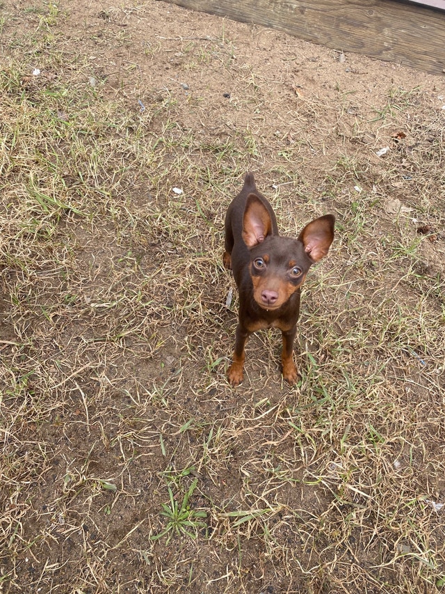 Rare Miniature Pincher Dogs & Puppies for Rehoming Thunder Bay Kijiji