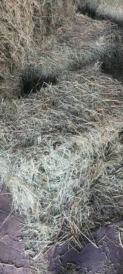 ORGANIC SMALL BALES OF HAY, View more