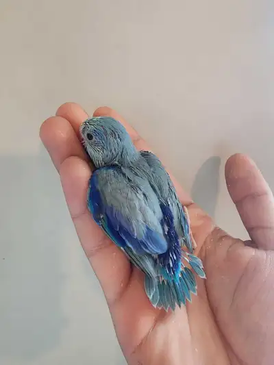 Male Baby Parrotlet for sale, View more