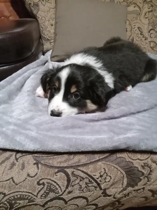 Black Shepherd/Australian Shepherd/Collie cross puppies in Dogs & Puppies for Rehoming in Nelson - Image 9