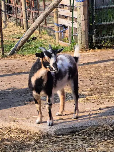 one doeling, with horns. Very colorful purebred, not registered. 8 months. One yearling adult female...