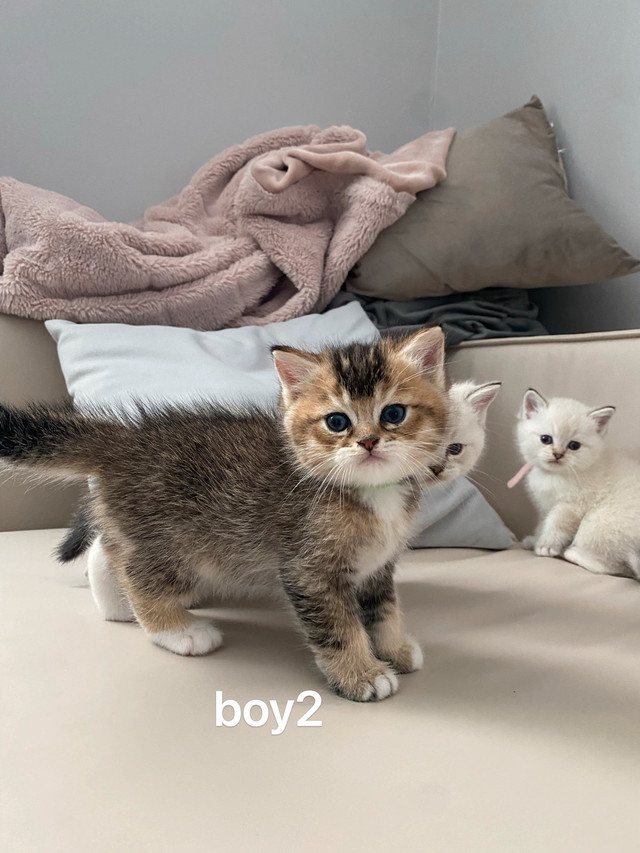 British shorthair kitten dans Chats et chatons à adopter  à Longueuil/Rive Sud - Image 3