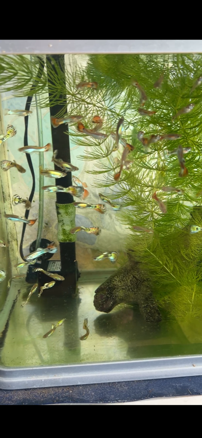 Assorted guppies, View more