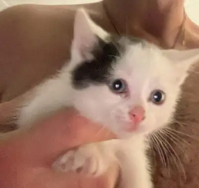 5 beautiful kittens ready to go May 8th Born February 27th 1 all black 1 black and white 2 all grey...