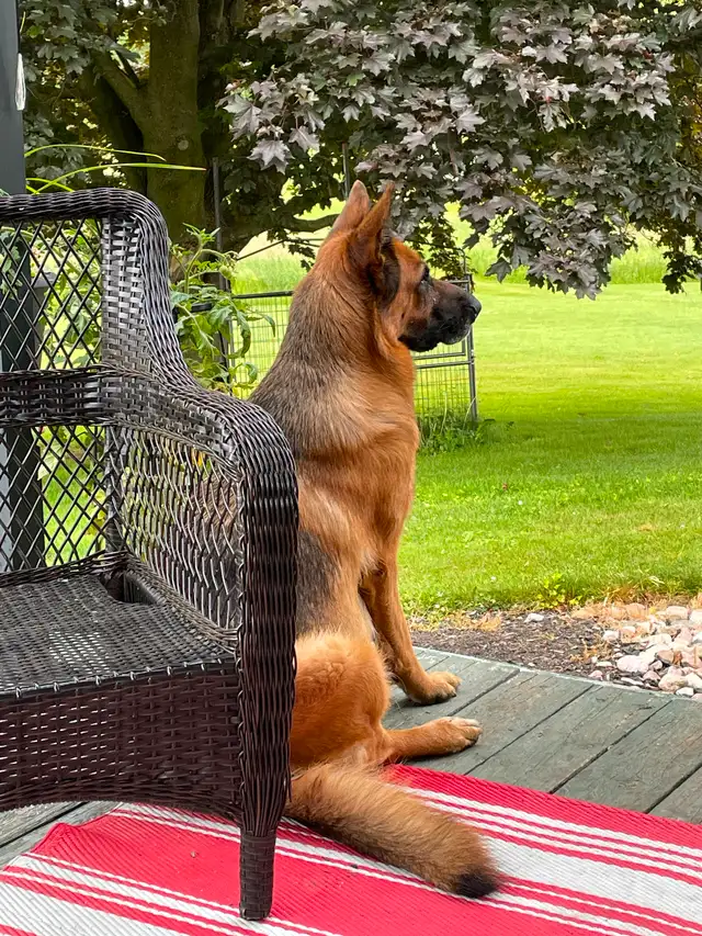 Purebred German Shepherd CKC Reg’d Female Puppy in Dogs & Puppies for Rehoming in Oshawa / Durham Region - Image 6