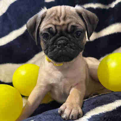 Bébés Pug Carlin prêt à quitter avec leur nouvelle famille!!! dans Chiens et chiots à adopter  à Longueuil/Rive Sud - Image 2