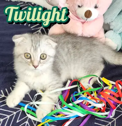 A male Scottish Fold is looking for a new home!, View more