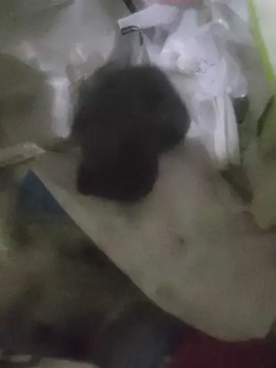 chatons et chats de ferme, View more