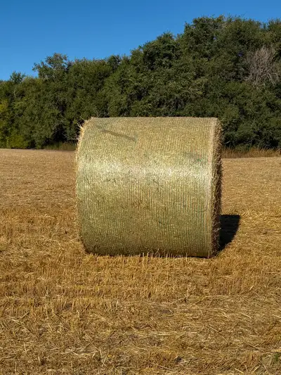 500 wheat straw (bales) available. 66 inch Net wrapped 3 1/2 times No rain