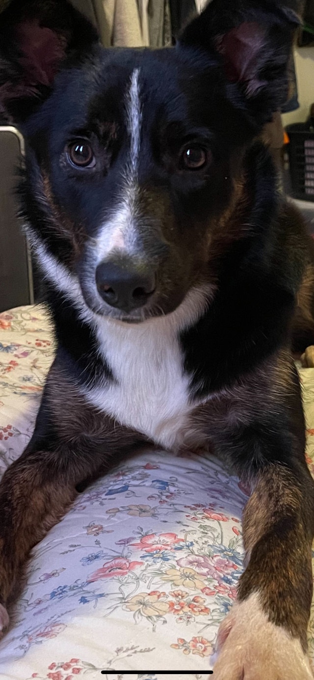 Border collie Dogs & Puppies for Rehoming Edmonton Kijiji