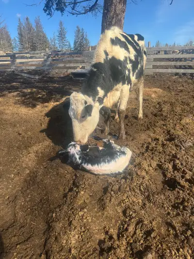  bottle calf, View more