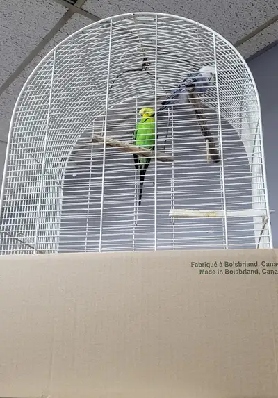 Love birds with cage, View more