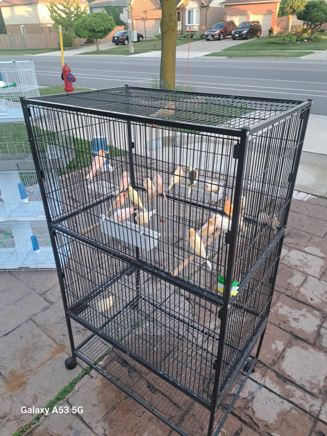 canaries in Other in Hamilton