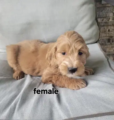 F1b Goldendoodle puppies, View more