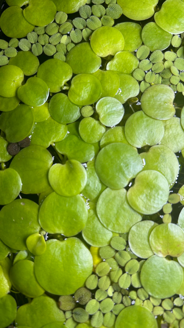 Floating Plants - Amazon Frogbit in Other in Burnaby/New Westminster - Image 2
