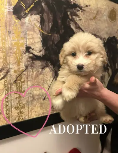 De magnifiques chiots en excellente santé, élevés dans une famille aimante, avec des pelages hypoall...