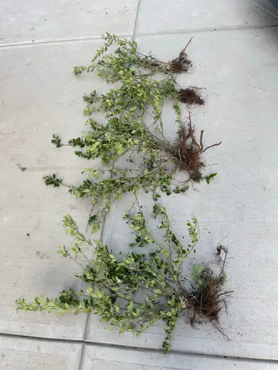 Bare Root CottonEaster Shrubs, View more