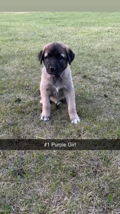 TURKISH KANGAL CROSS PUPPIES, View more