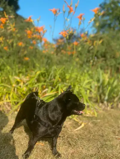 Chihuahua Pug dog, View more