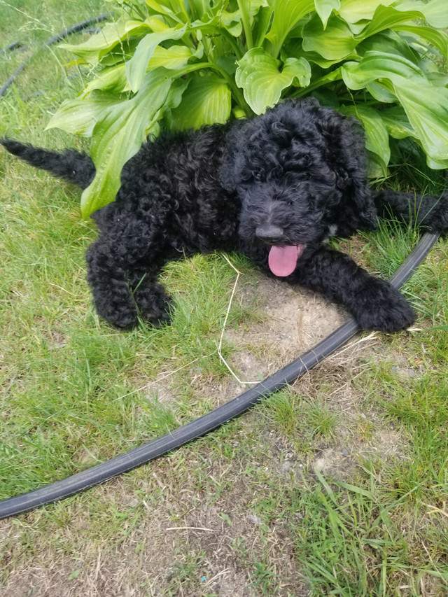 Adorables Goldendoodle dans Chiens et chiots à adopter  à Laval/Rive Nord - Image 2