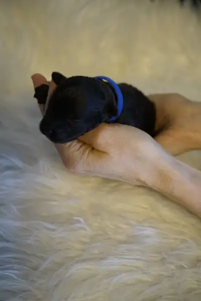 Adoptiom de chiots Caniche 1bleu fille- ( maman Amy prêt le 10 juin ) 2vert garçon noir-3rouge garço...