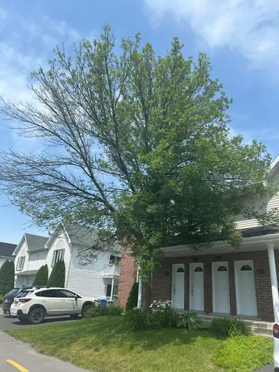 A louer appartement 41/2 pour le 1 juillet , situé au 2ème étage , très éclairé , balcon endroit tra...