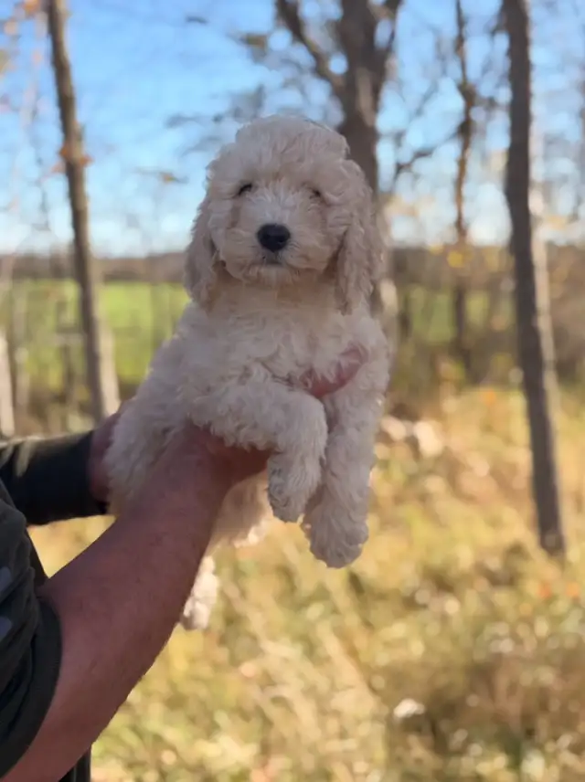 Mini goldendoodle puppies | Dogs & Puppies for Rehoming | Kitchener ...