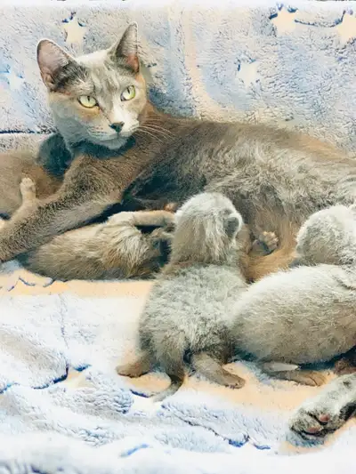 Russian Blue Kitten’s {Russia’s Litter} *1 BOY, 2 GIRL’S LEFT!*, View more