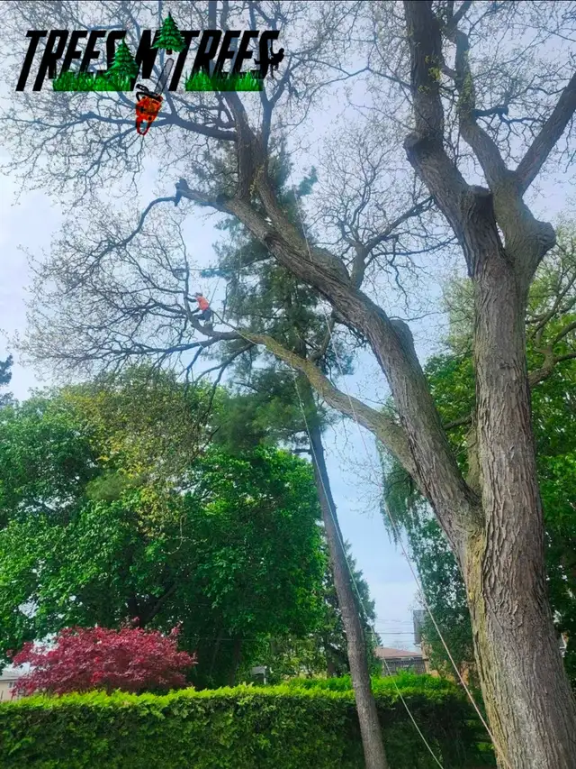 TREES N TREES CONTACT US NOW OPEN 24HRS / 647-700-4447 in Lawn, Tree Maintenance & Eavestrough in City of Toronto - Image 7