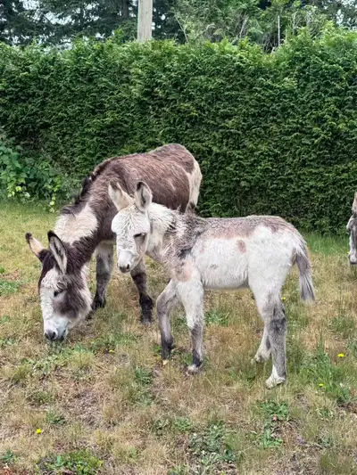 Donkey looking for a new home, View more