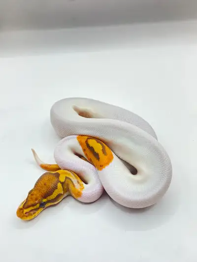 Baby Ball Python Male