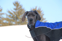 RC Pets Large Breed Winter Dog Coat