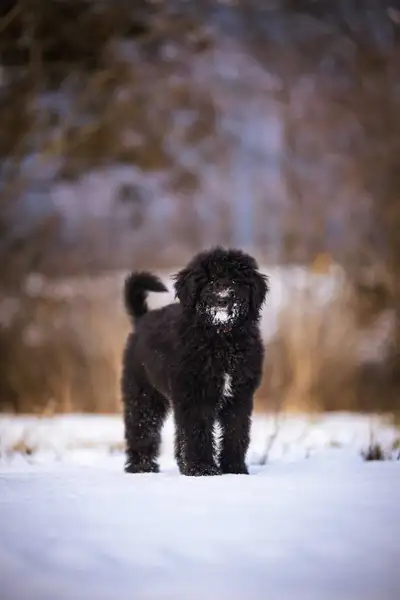 F1B small Bernedoodle puppies, View more