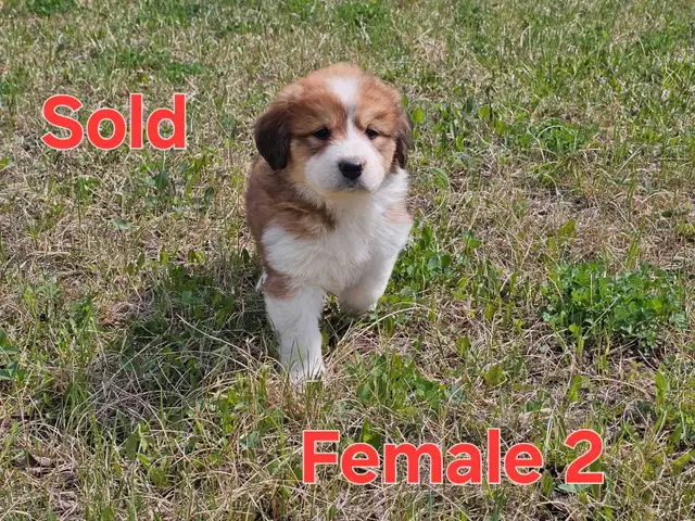 Great Bernese Puppies  **1  Left** in Dogs & Puppies for Rehoming in Edmonton - Image 8