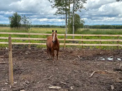 2.5-Year-Old Quarter Horse Cross Filly, View more