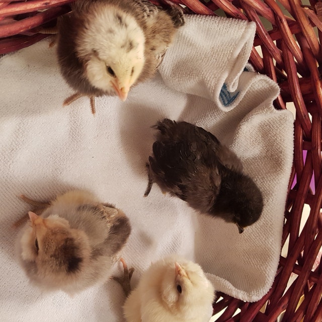 Ameraucana and Maran hatching eggs Livestock Muskoka Kijiji